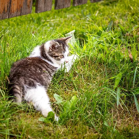 Wandlehenhof * Grossarl