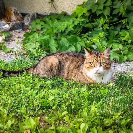 Wandlehenhof Κατάλυμα σε φάρμα