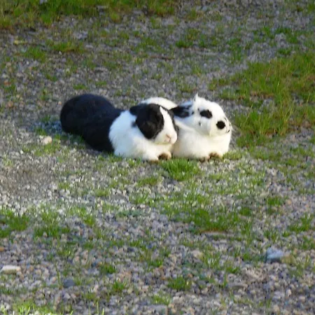 Κατάλυμα σε φάρμα Wandlehenhof *